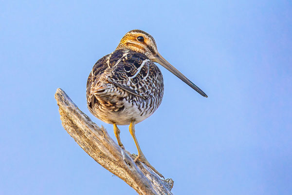 Wilsonbekassine (Gallinago delicata) auf einem Zweig. (Manitoba; Mai 2019) 