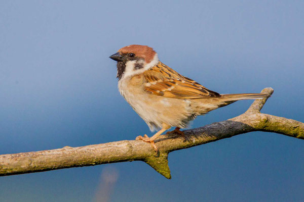 Feldsperling (Passer montanus)