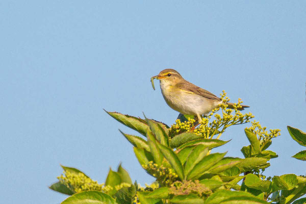 Fitis (Phylloscopus trochilus)