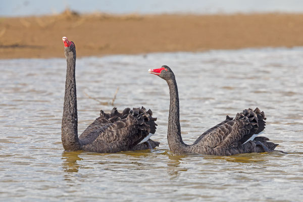 Trauerschwan (Cygnus atratus), balzendes Paar.