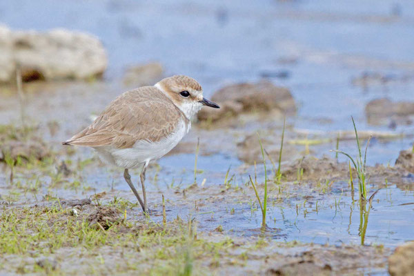 Weiblicher Seeregenpfeifer (Charadrius alexandrinus)