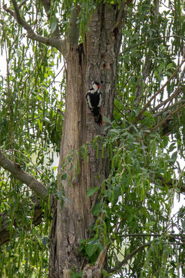 Blutspecht (Dendrocopos syriacus)