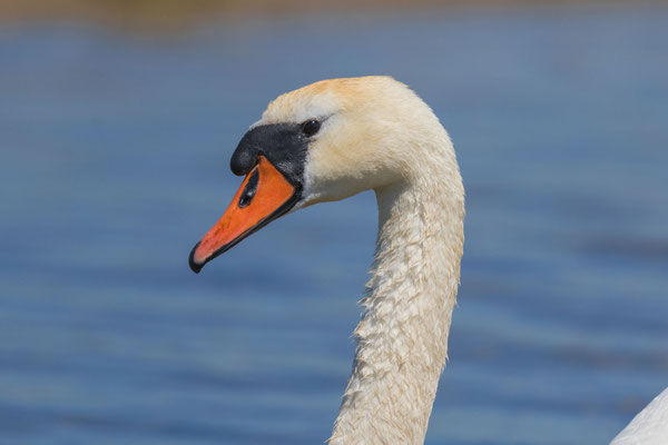 Höckerschwan (Cygnus olor)