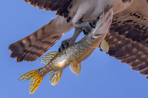 Amerikanischer Fischadler (P. h. carolinensis) mit Hecht.