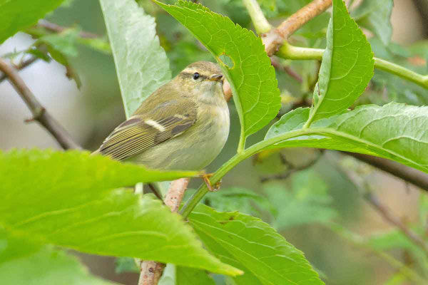 Gelbbrauen-Laubsänger (Phylloscopus inornatus) von der Seite sitzt auf einem Zweig. (Helgoland, Oktober 2024)