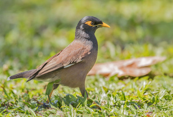 Hirtenmaina (Acridotheres tristis) im Gras (Cairns August).