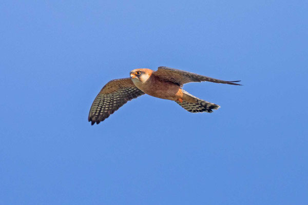 Weiblicher Rotfußfalke (Falco vespertinus) Flugbild