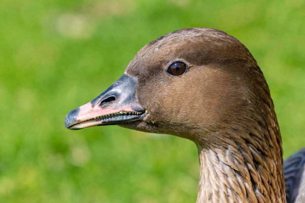 Kopfportrait einer  Kurzschnabelgans (Anser brachyrhynchus). 