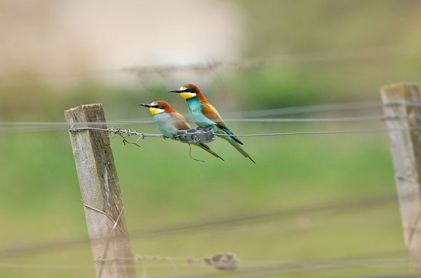 Bienenfresser (Merops apiaster), Paar sitzend. Foto: Viola Wege