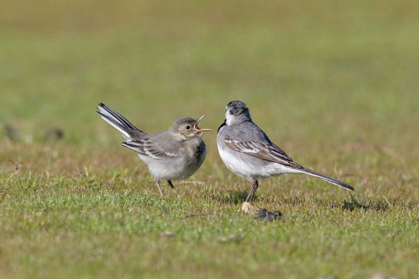 Bachstelze (Motacilla alba), Weibchen füttert Jungvogel