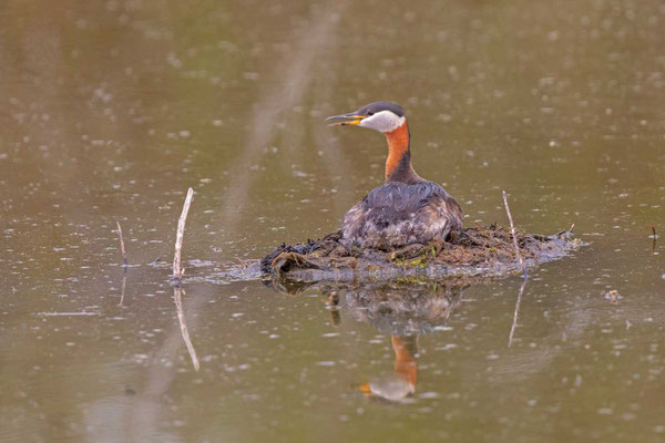 Rothalstaucher (Podiceps grisegena) im Prachtkleid auf dem Nest