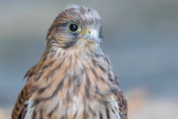 Turmfalke (Falco tinnunculus), Jungvogel gerade flügge