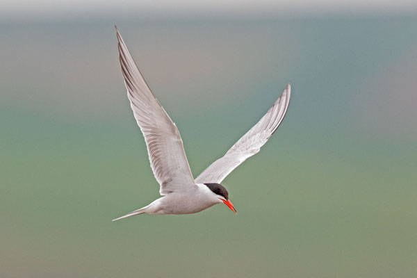 Flussseeschwalbe (Sterna hirundo) in der rumänischen Dobrudscha. 