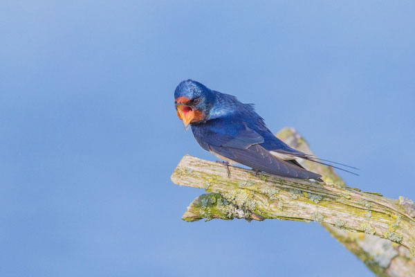 Rauchschwalbe (Hirundo rustica)