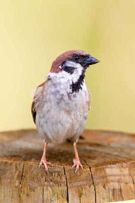 Feldsperling (Passer montanus)