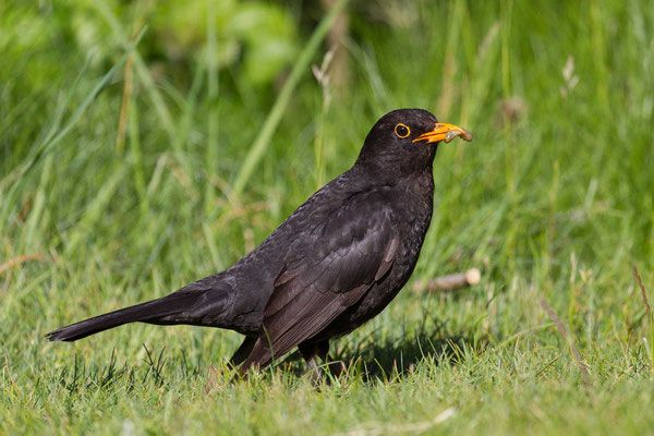 Männliche Amsel (Turdus merula)