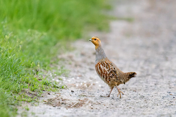 Rebhuhn (Perdix perdix) auf einem Feldweg.