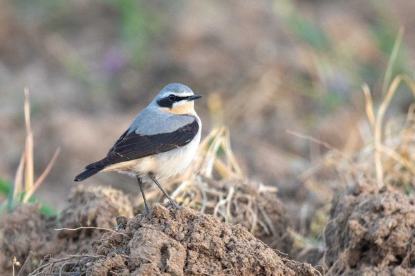 Steinschmätzer (Oenanthe oenanthe), Männchen Prachtkleid, April Hessen 