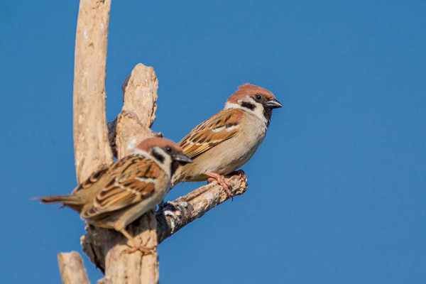 Feldsperling (Passer montanus)