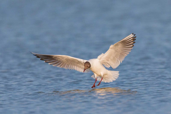 Lachmöwe (Chroicocephalus ridibundus) im Flug