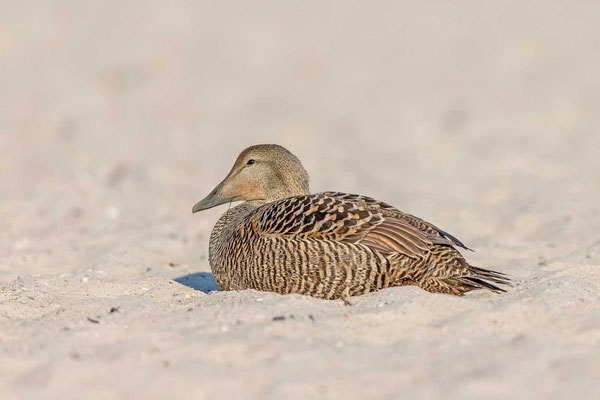 Eiderente (Somateria mollissima mollissima), Weibchen steht am Strand (Juni; Helgoland)