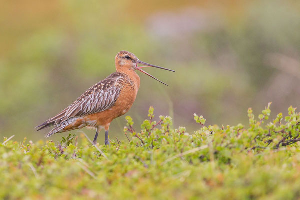 Pfuhlschnepfe (Limosa lapponica) im Prachtkleid auf der norwegischen Halbinsel Varanger.