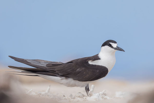 Rußseeschwalbe (Onychoprion fuscatus) im Great Barrier Reef auf Michaelmas Cay.