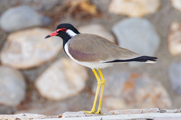 Rotlappenkiebitz  (Vanellus indicus); Oman (Dezember 2025), steht auf einer Mauer.