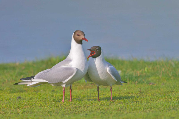 Lachmöwe (Chroicocephalus ridibundus)