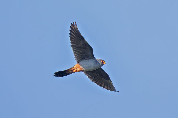 Männlicher Rotfußfalke (Falco vespertinus) Flugbild