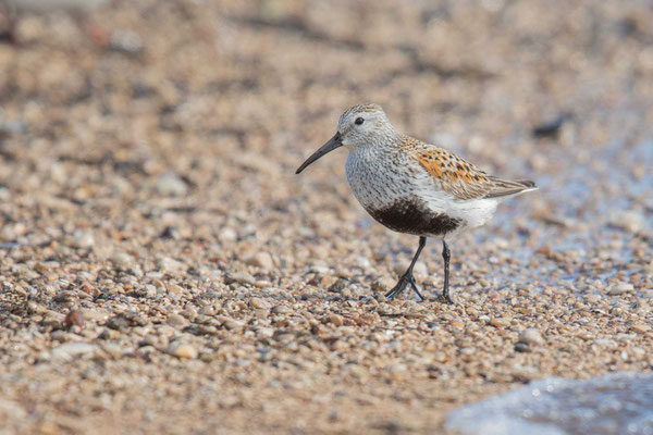 Alpenstrandläufer (Calidris alpina) im Prachtkleid am Ufer des Lake Winnipeg in Kanada. 