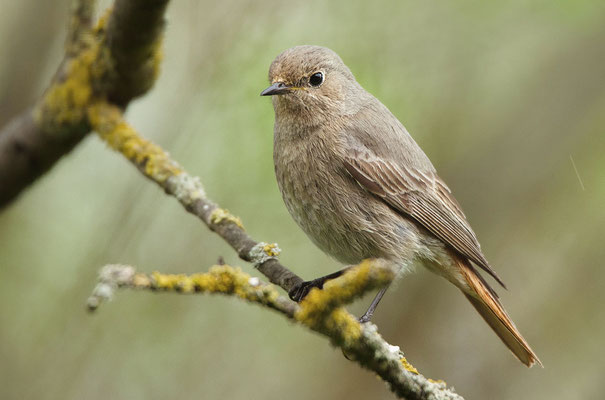 Hausrotschwanz (Phoenicurus ochruros), Weibchen, Foto: Viola Wege