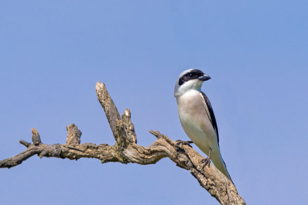 Schwarzstirnwürger (Lanius minor)