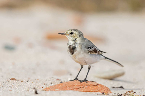 Bachstelze (Motacilla alba), Jungvogel