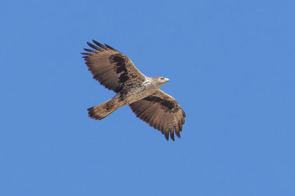Habichtsadler (Aquila fasciata); Oman (Januar 2026)