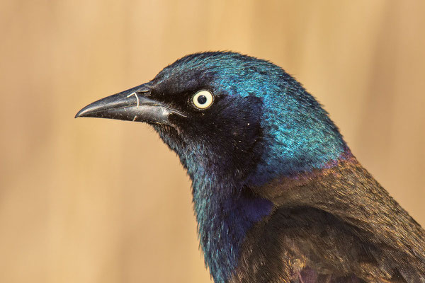 Purpurgrackel (Quiscalus quiscula)