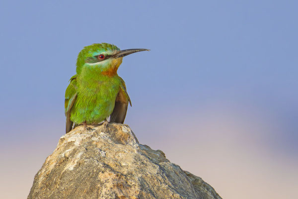 Blauwagenspinte sitzt auf einem Stein. Oman Januar 2025.