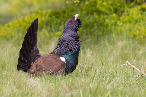  Auerhuhn (Tetrao urogallus)