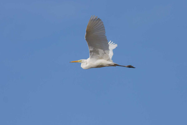 Silberreiher (Ardea alba alba) im Flug