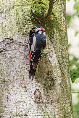 Buntspecht (Dendrocopos major major) an der Bruthöhle im Wildpark Edersee.