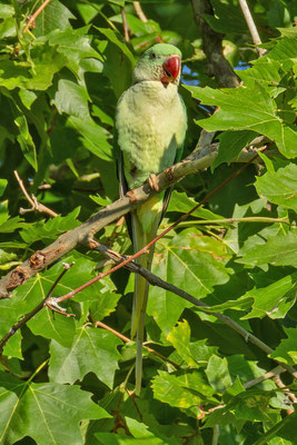 Alexandersittich (Psittacula eupatria) im Blätterdickicht einer Platane und schaut nach unten.