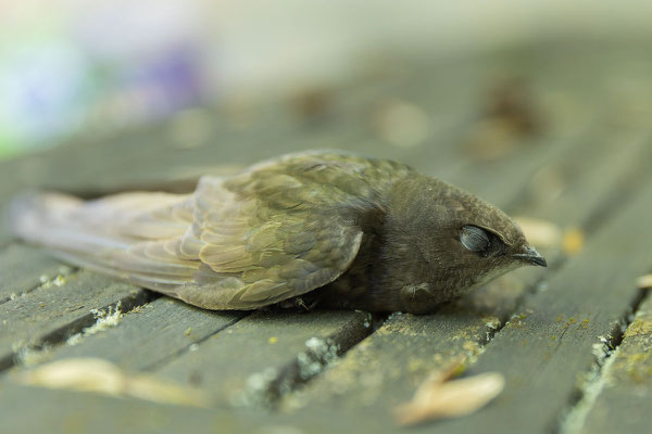 Mauersegler (Apus apus) liegt benommen auf einem Tisch.