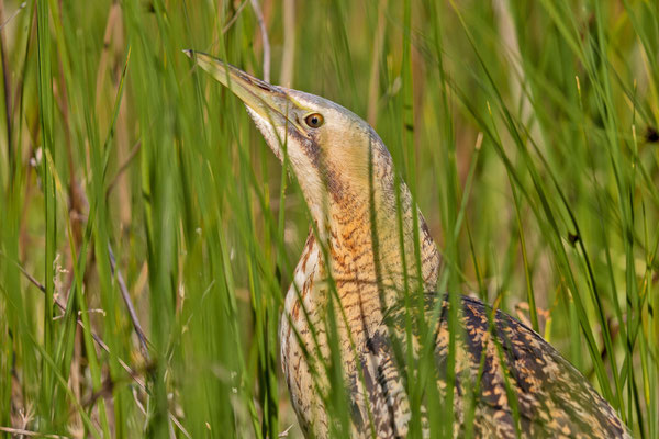 Rohrdommel (Botaurus stellaris)