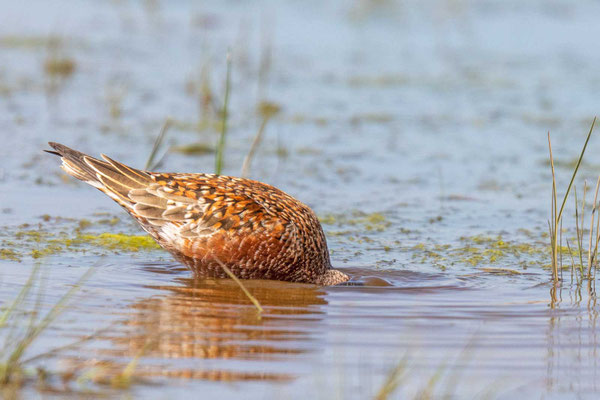 Sichelstrandläufer (Calidris ferruginea) im Prachtkleid (Rumänien; Mai 2019)