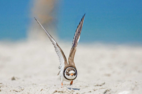  Sandregenpfeifer (Charadrius hiaticula)