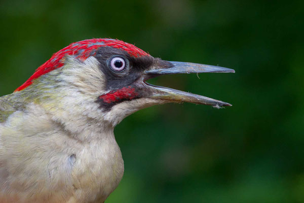 Grünspecht (Picus viridis) Kopfportrait