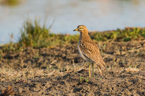 Triel (Burhinus oedicnemus)