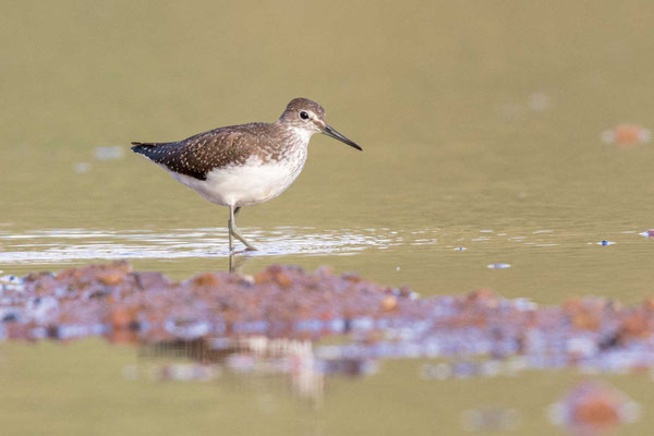 Waldwasserläufer (Tringa ochropus)