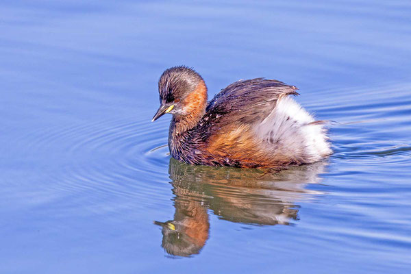 Zwergtaucher (Tachybaptus ruficollis) im Übergangskleid