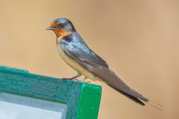 Rauchschwalbe (Hirundo rustica erythrogaster), nordamerikanische Unterart